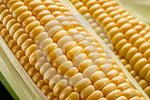 Ripe corn heads with corn whiskers and leaves