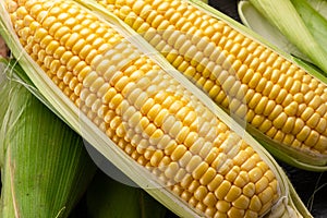 Ripe corn heads with corn whiskers and leaves