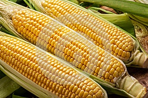 Three ripe corn heads with corn whiskers and leaves. photo