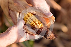 Ripe corn is peeled from dry husks