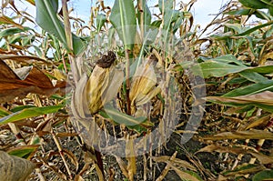 Ripe corn plants