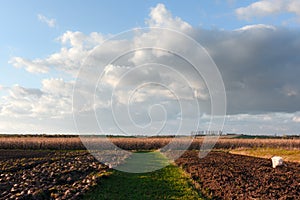 Ripe corn on a rural field