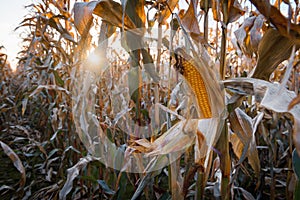 Ripe corn on a rural field