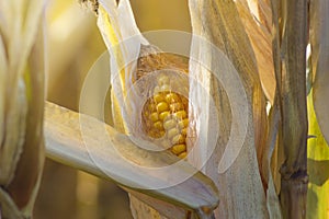 Ripe corn