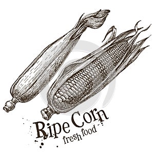 Ripe corn vector logo design template. fresh