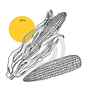 Ripe corncob with leaf and sweet corn ears, vegetable, hand drawn sketch, vintage. Package design element, organic