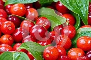 Ripe cornelian cherry
