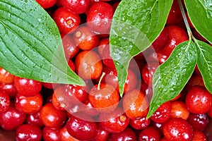 Ripe cornelian cherry