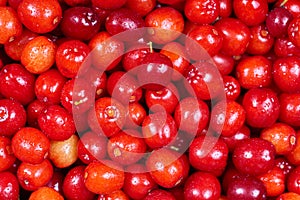 Ripe cornelian cherry