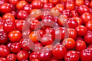 Ripe cornelian cherry