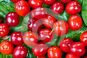 Ripe cornelian cherry