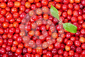 Ripe cornelian cherry