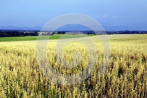 Maduro campo de maíz en campo 