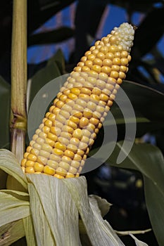 Ripe cornn plant photo