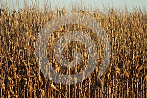 Ripe cornstalks