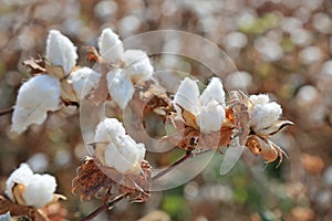 Ripe cotton bolls on branch