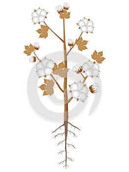 A ripe cotton plant with roots on a white background.