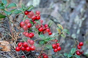 Ripe cowberries in the forest