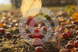 Ripe crab apples on the ground