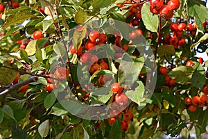 Ripe crab Apples on a tree