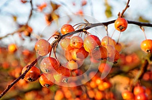 Ripe crab apples on tree.