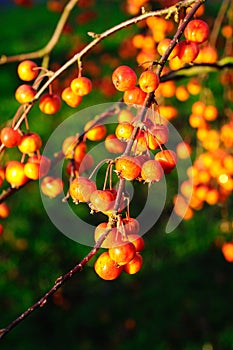 Ripe crab apples on tree.