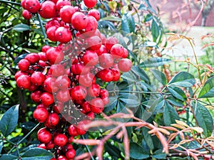 Ripe cranberries on a bush