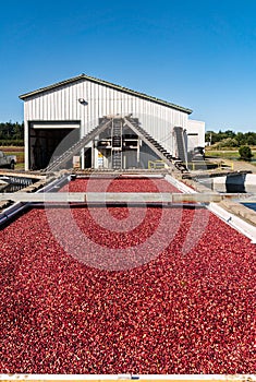 Ripe cranberries floating on water at a processing plant.