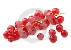 Ripe cranberry twig.