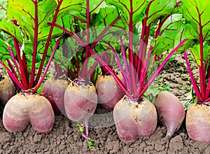 Ripe crop of beetroot in the field.