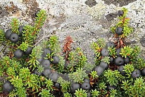 Crowberry Empetrum nigrum photo