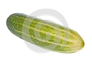 Ripe cucumber