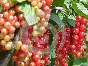 Ripening red currants with green leaves on the bush photo