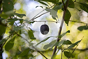 Ripe damson plum fruit on tree