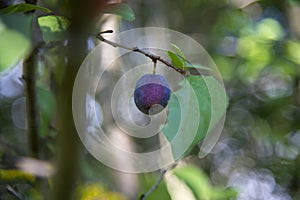 Ripe damson plum fruit on tree