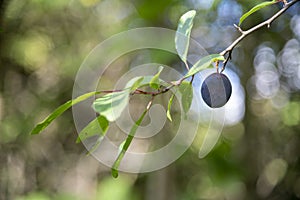 Ripe damson plum fruit on tree