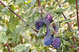 Ripe damson plums on plum tree