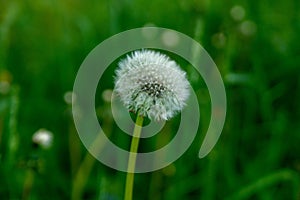 Ripe dandelion close-up