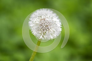 Ripe dandelion closeup