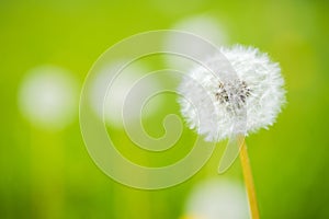 Ripe Dandelion Flower Head On Meadow In Summer