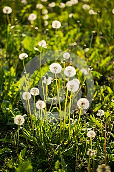 Ripe Dandelion On Meadow In Summer