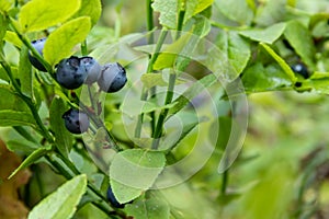 Ripe dark blue common bilberries vaccinium myrtillus photo