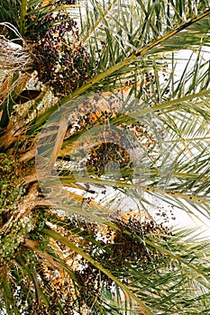 Ripe dark blue date fruits under palm leaves. Close-up