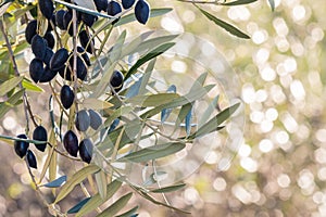 Ripe dark kalamata olives hanging on olive tree branch with blurred background and copy space on right