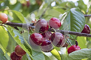 Ripe dark-red cherries on cherry tree brunch