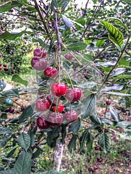 Ripe dark red cherries.