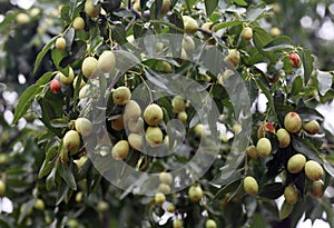 Ripe dates hang all over the branches