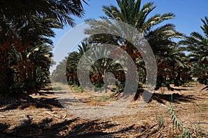 Ripe dates on the palm tree, selective focus on the date