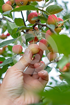 Ripe decorative apples on a branch in the garden. A man`s hand picking an apple from a tree