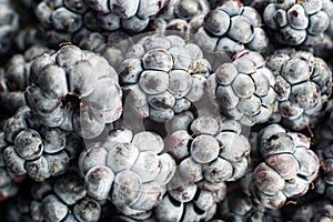 Ripe delicious blackberry close-up. Berry background.